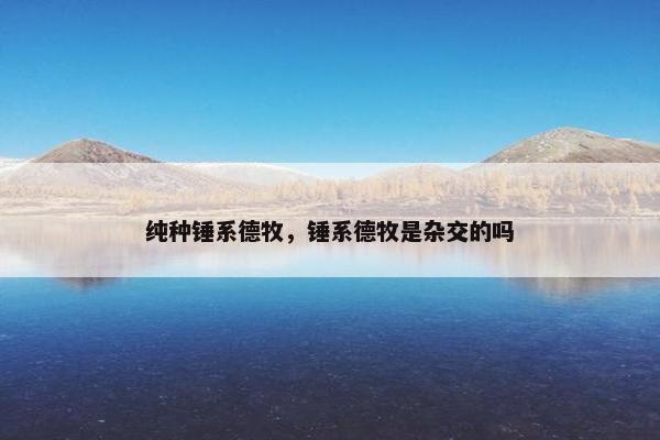 纯种锤系德牧，锤系德牧是杂交的吗