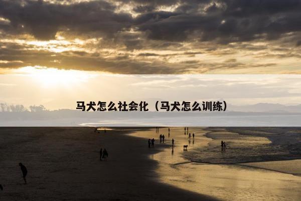 马犬怎么社会化（马犬怎么训练）