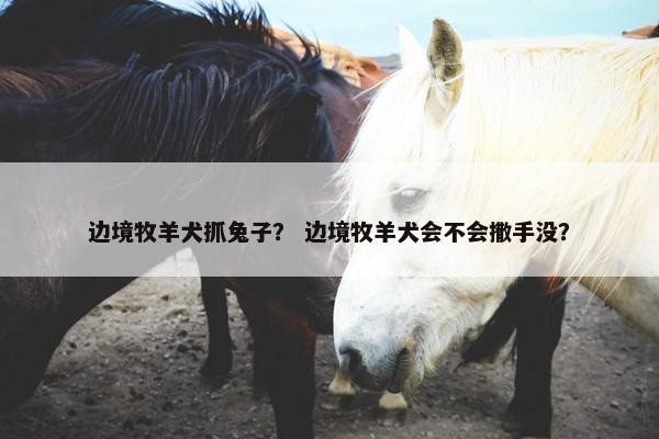 边境牧羊犬抓兔子？ 边境牧羊犬会不会撒手没？