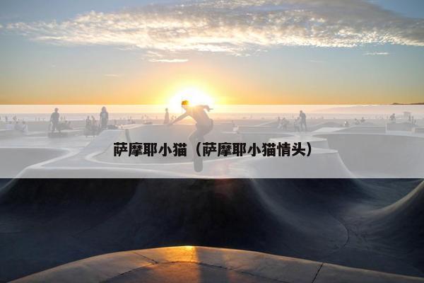 萨摩耶小猫（萨摩耶小猫情头）