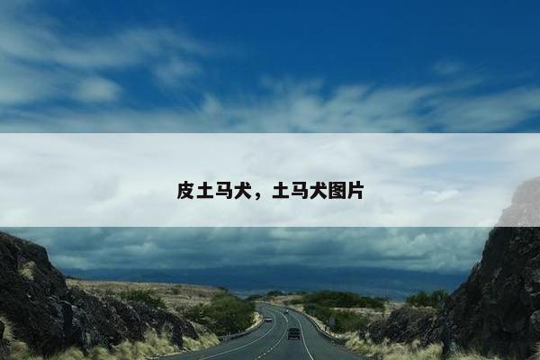 皮土马犬，土马犬图片