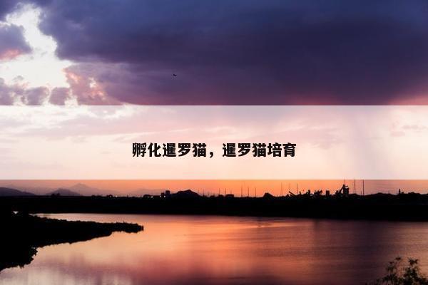 孵化暹罗猫，暹罗猫培育