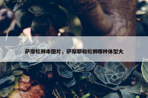 萨摩松狮串图片，萨摩耶和松狮哪种体型大