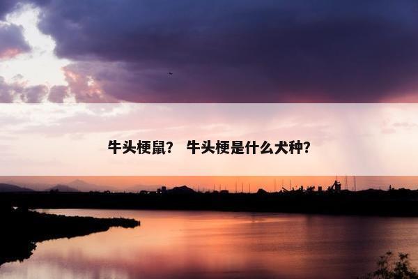 牛头梗鼠？ 牛头梗是什么犬种？
