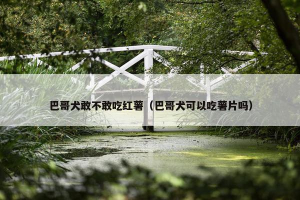 巴哥犬敢不敢吃红薯（巴哥犬可以吃薯片吗）