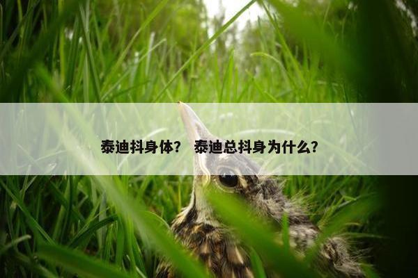 泰迪抖身体？ 泰迪总抖身为什么？