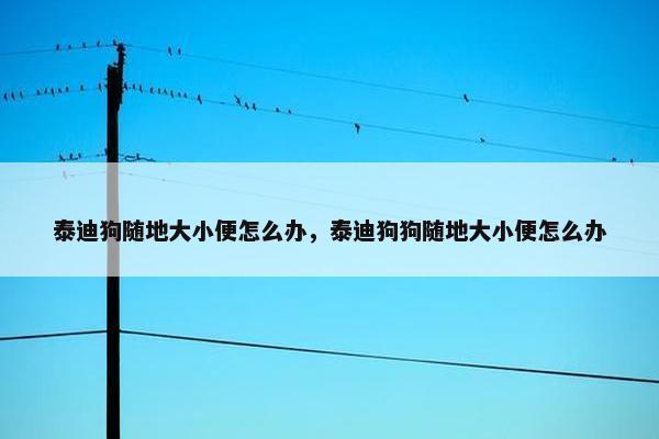 泰迪狗随地大小便怎么办，泰迪狗狗随地大小便怎么办