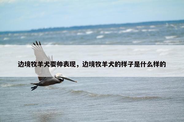 边境牧羊犬耍帅表现，边境牧羊犬的样子是什么样的