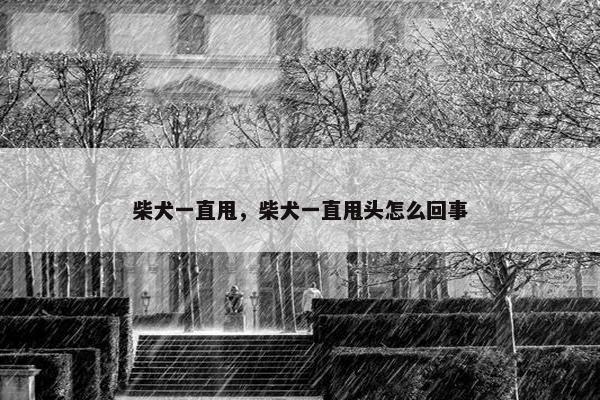 柴犬一直甩，柴犬一直甩头怎么回事