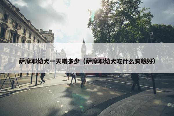 萨摩耶幼犬一天喂多少（萨摩耶幼犬吃什么狗粮好）