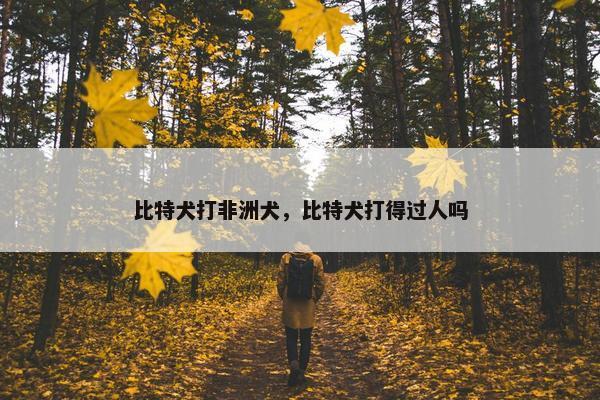 比特犬打非洲犬，比特犬打得过人吗