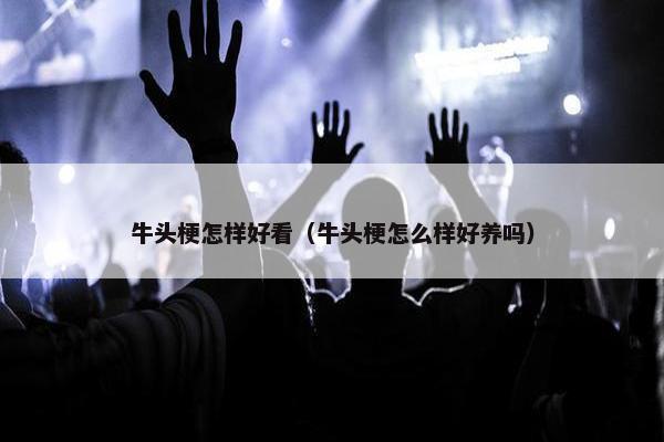 牛头梗怎样好看（牛头梗怎么样好养吗）