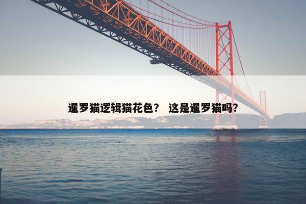 暹罗猫逻辑猫花色？ 这是暹罗猫吗？