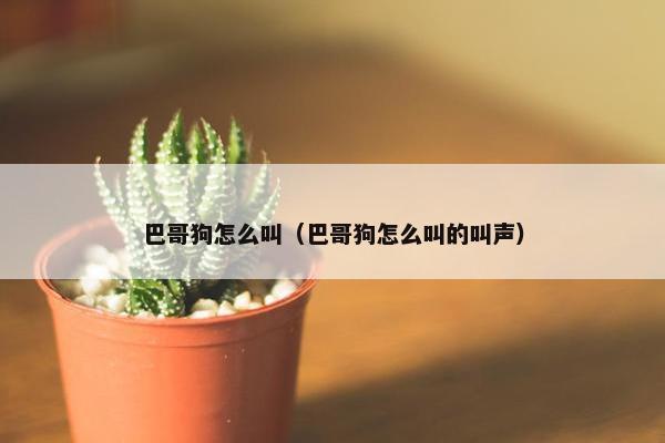 巴哥狗怎么叫（巴哥狗怎么叫的叫声）