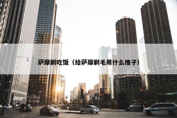 萨摩剃吃饭（给萨摩剃毛用什么推子）