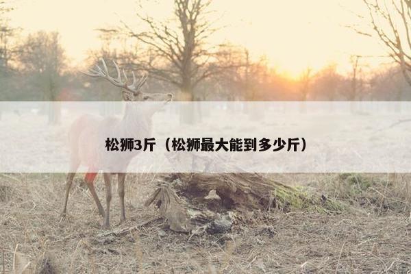 松狮3斤（松狮最大能到多少斤）