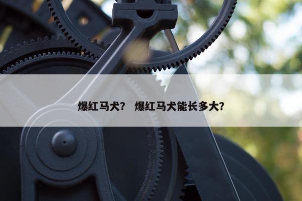 爆红马犬？ 爆红马犬能长多大？