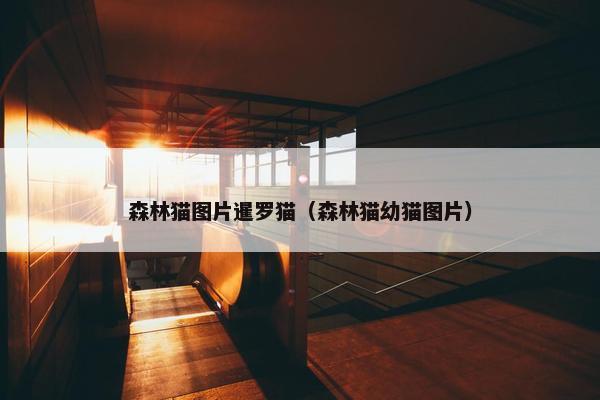 森林猫图片暹罗猫（森林猫幼猫图片）