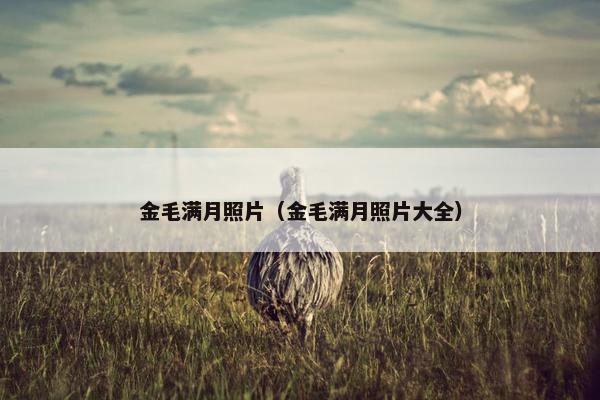 金毛满月照片（金毛满月照片大全）