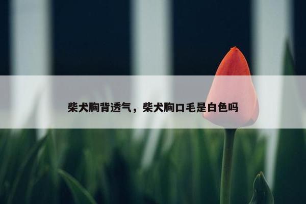 柴犬胸背透气，柴犬胸口毛是白色吗