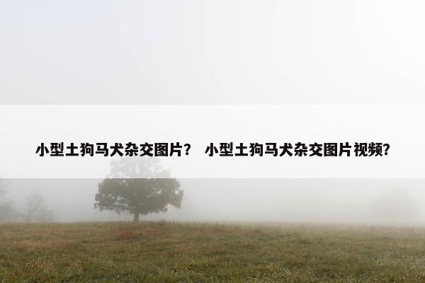 小型土狗马犬杂交图片？ 小型土狗马犬杂交图片视频？
