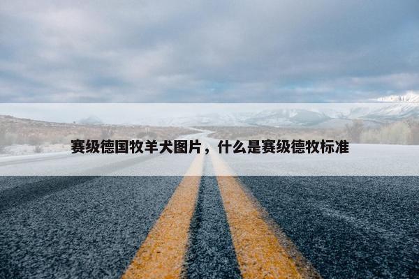 赛级德国牧羊犬图片，什么是赛级德牧标准