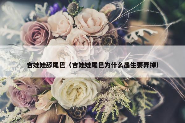 吉娃娃舔尾巴（吉娃娃尾巴为什么出生要弄掉）