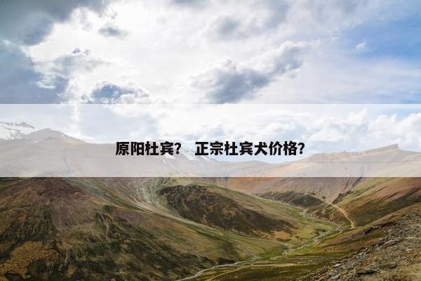 原阳杜宾？ 正宗杜宾犬价格？