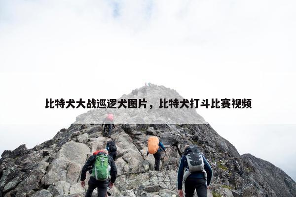 比特犬大战巡逻犬图片，比特犬打斗比赛视频