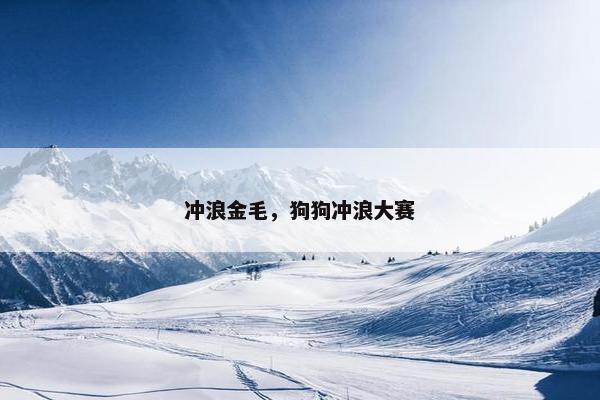 冲浪金毛，狗狗冲浪大赛