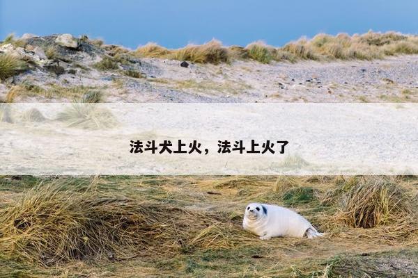 法斗犬上火，法斗上火了