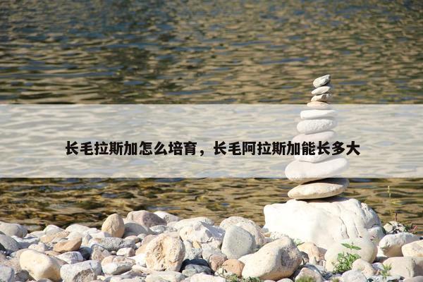 长毛拉斯加怎么培育，长毛阿拉斯加能长多大
