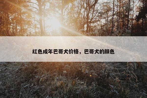 红色成年巴哥犬价格，巴哥犬的颜色