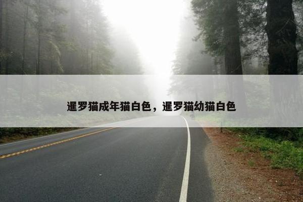 暹罗猫成年猫白色，暹罗猫幼猫白色