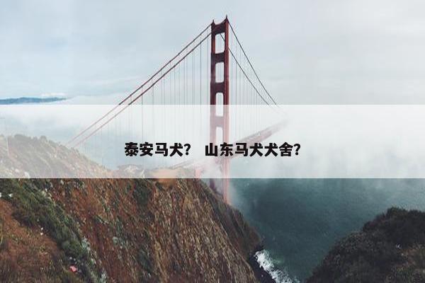 泰安马犬？ 山东马犬犬舍？