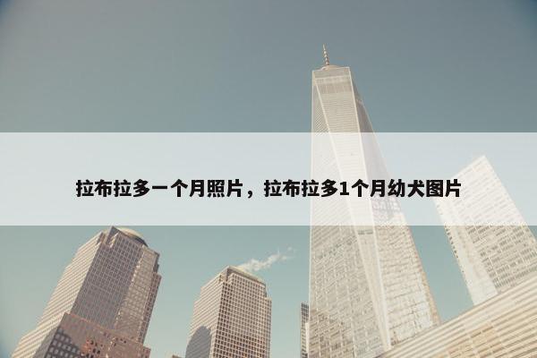 拉布拉多一个月照片，拉布拉多1个月幼犬图片