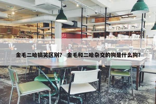 金毛二哈搞笑区别？ 金毛和二哈杂交的狗是什么狗？
