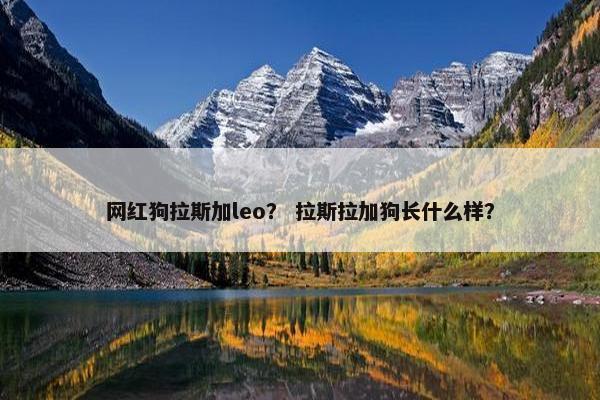 网红狗拉斯加leo？ 拉斯拉加狗长什么样？