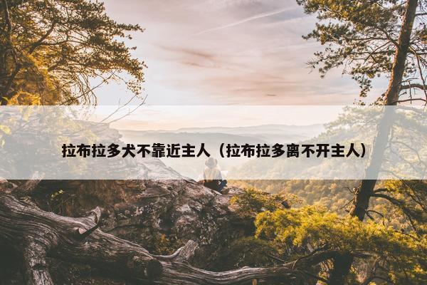 拉布拉多犬不靠近主人（拉布拉多离不开主人）