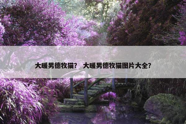 大暖男德牧猫？ 大暖男德牧猫图片大全？