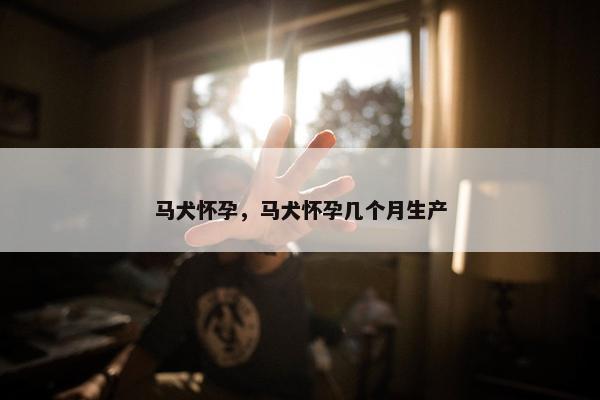马犬怀孕，马犬怀孕几个月生产