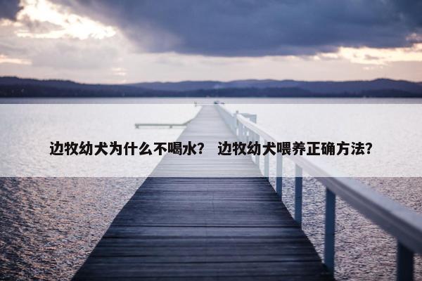 边牧幼犬为什么不喝水？ 边牧幼犬喂养正确方法？
