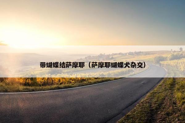 带蝴蝶结萨摩耶（萨摩耶蝴蝶犬杂交）