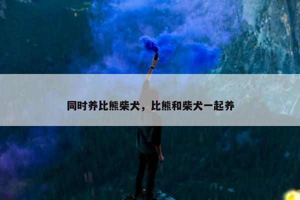 同时养比熊柴犬，比熊和柴犬一起养