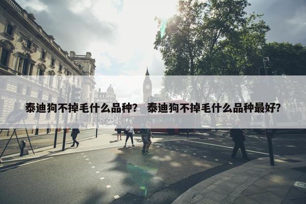 泰迪狗不掉毛什么品种？ 泰迪狗不掉毛什么品种最好？