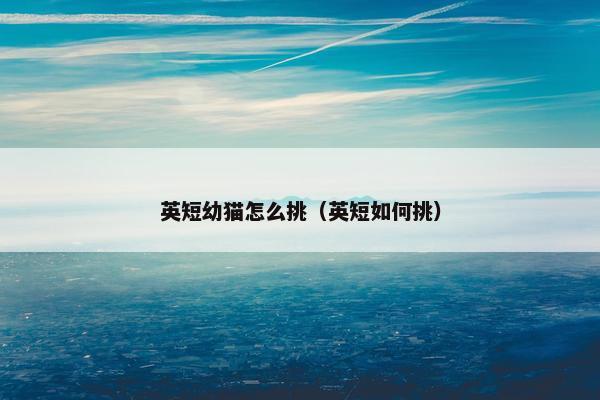 英短幼猫怎么挑（英短如何挑）