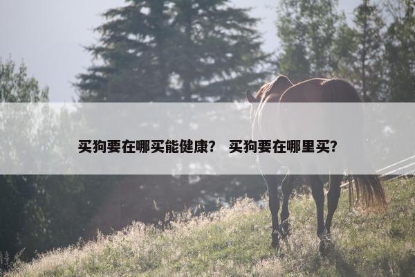 买狗要在哪买能健康？ 买狗要在哪里买？