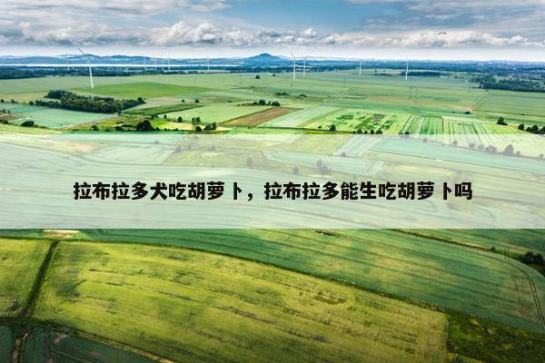拉布拉多犬吃胡萝卜，拉布拉多能生吃胡萝卜吗