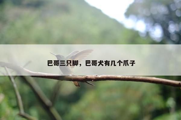 巴哥三只脚，巴哥犬有几个爪子