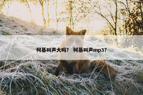柯基叫声大吗？ 柯基叫声mp3？
